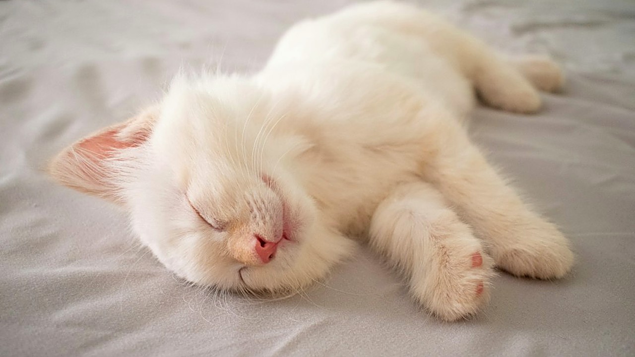 Filhote de gato dorme até 20 horas por dia e isso costuma ser normal. Veja as horas por idade, as posições comuns…