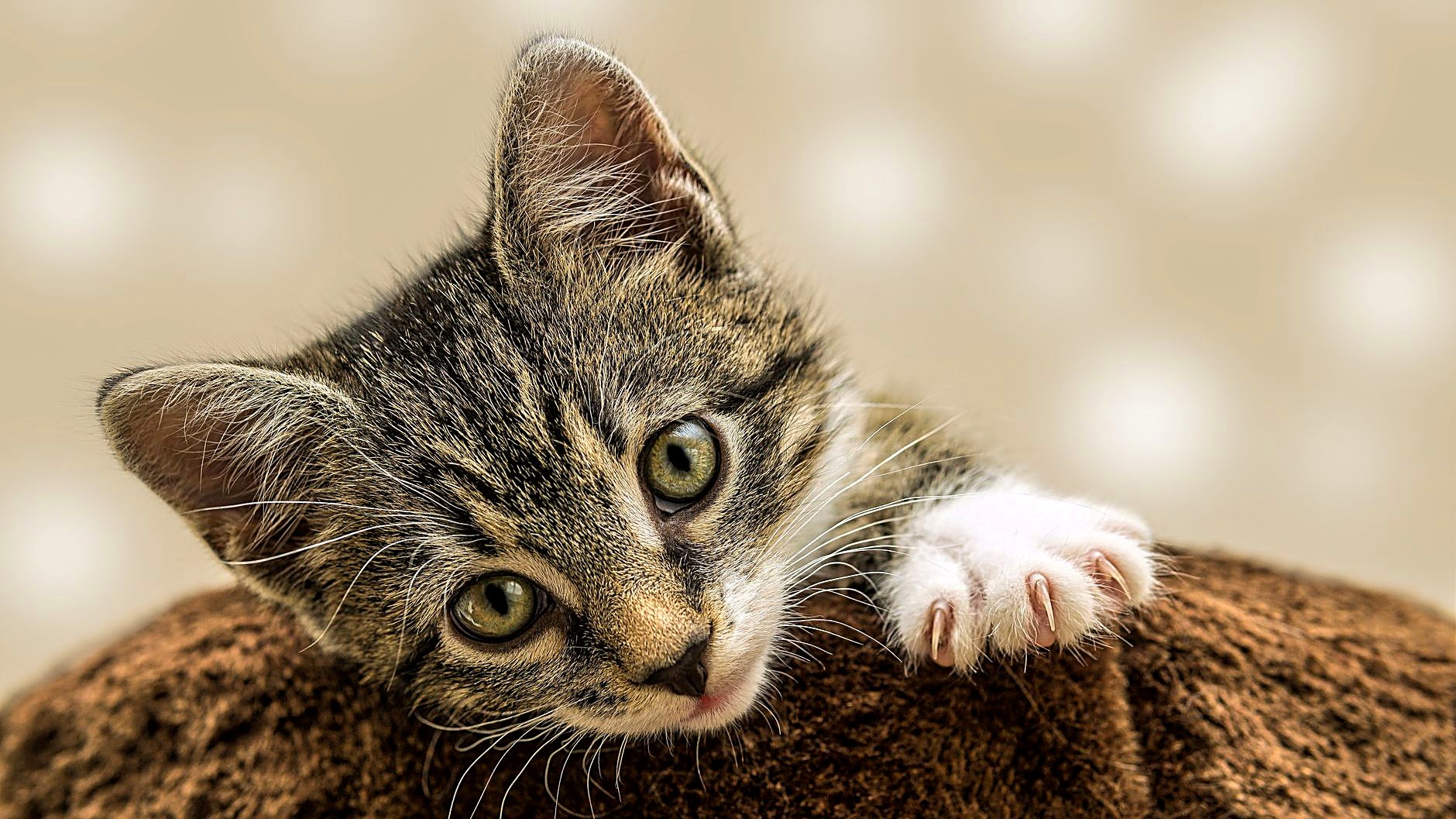 Barriga para cima, enrolado, de cabeça no chão: veja por que o gato filhote dorme em posições estranhas e quais sinais…