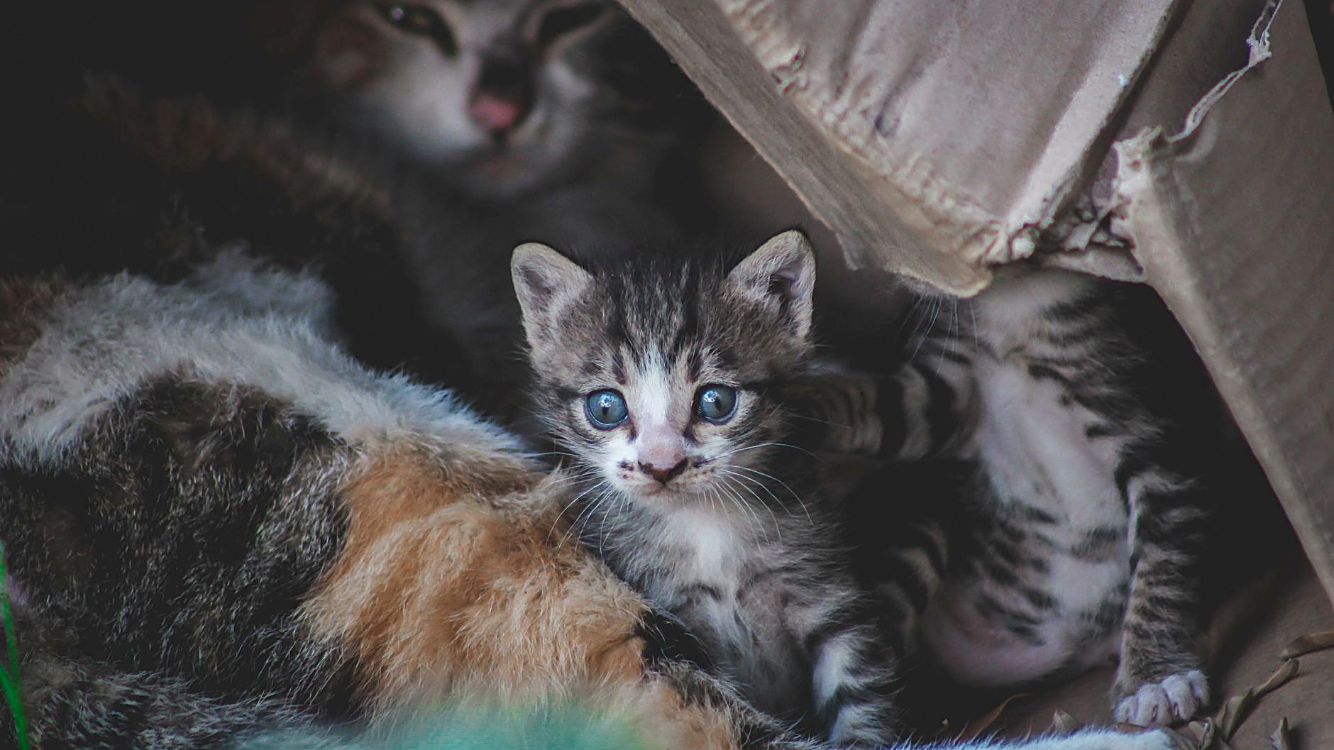 Seu gatinho faz xixi ou cocô fora da caixa de areia? Veja os 5 ajustes de tamanho, areia, lugar e limpeza, e os sinais…
