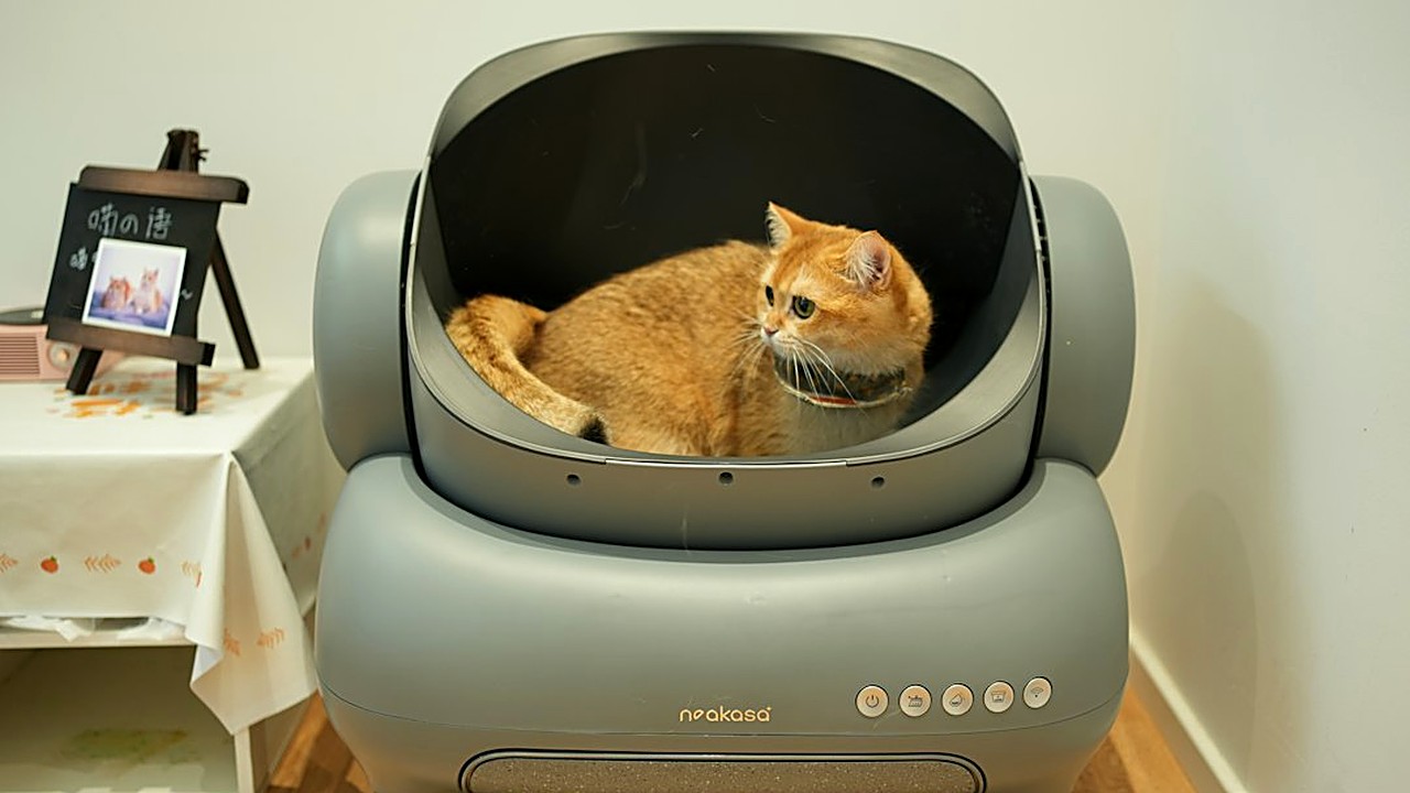 Seu gato filhote faz xixi fora da caixa? Veja os 5 ajustes de caixa, areia e lugar que costumam funcionar e os sinais…