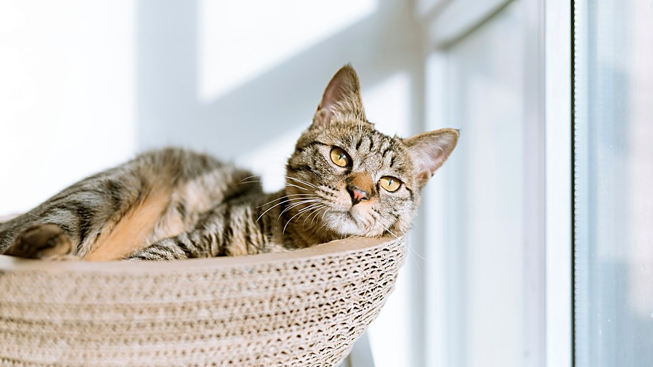 Seu gatinho cheira a ração seca e vai embora? Veja 5 truques para ele aceitar, como trocar sem diarreia e quando é hora…