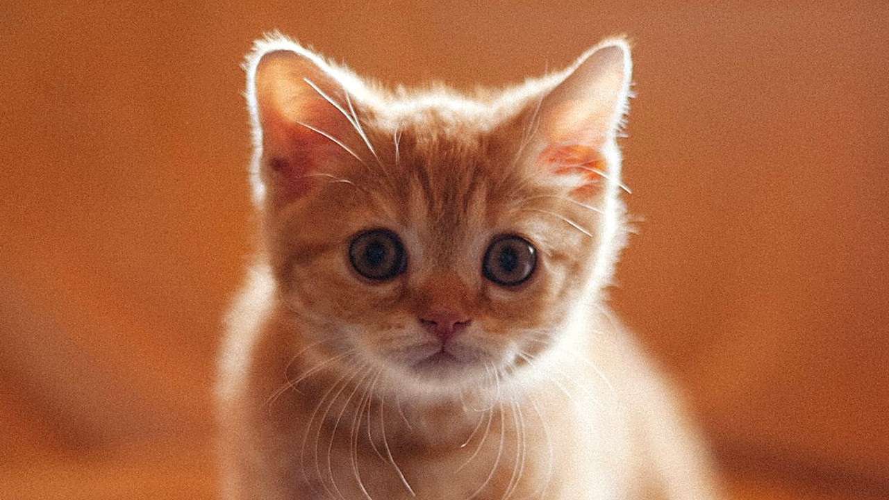 Seu gato filhote cheira o sachê e vai embora? Veja 5 truques simples para ele aceitar a ração úmida e os sinais…