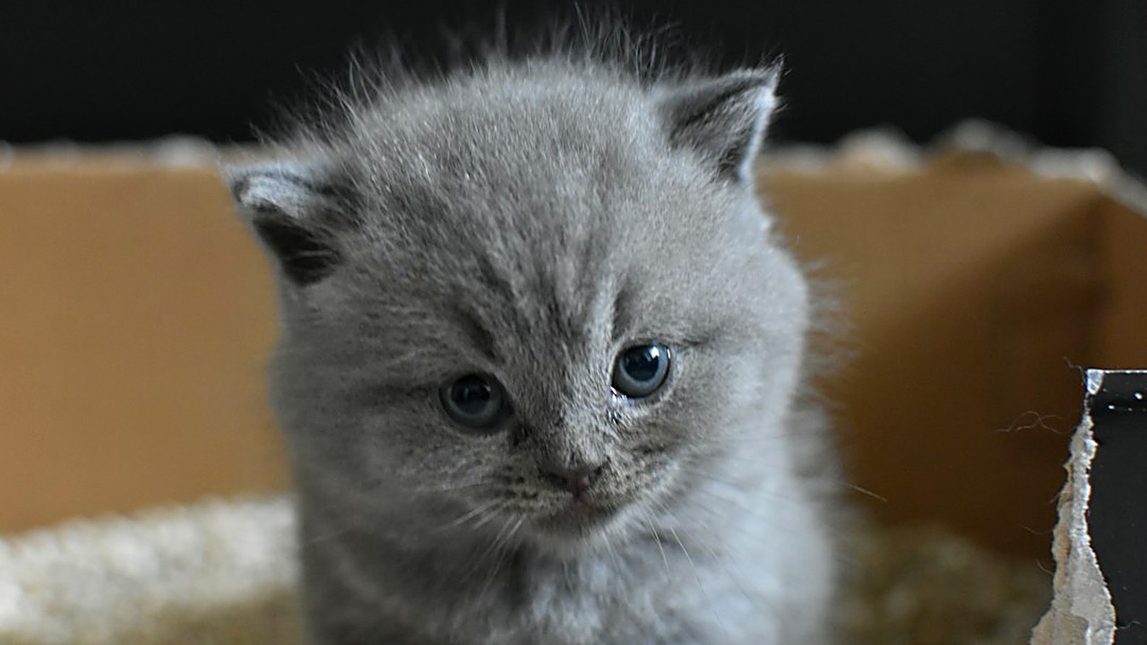 Seu gato filhote faz xixi fora da caixa? Veja os 6 ajustes que mais ajudam: borda, areia, lugar, limpeza e rotina.…