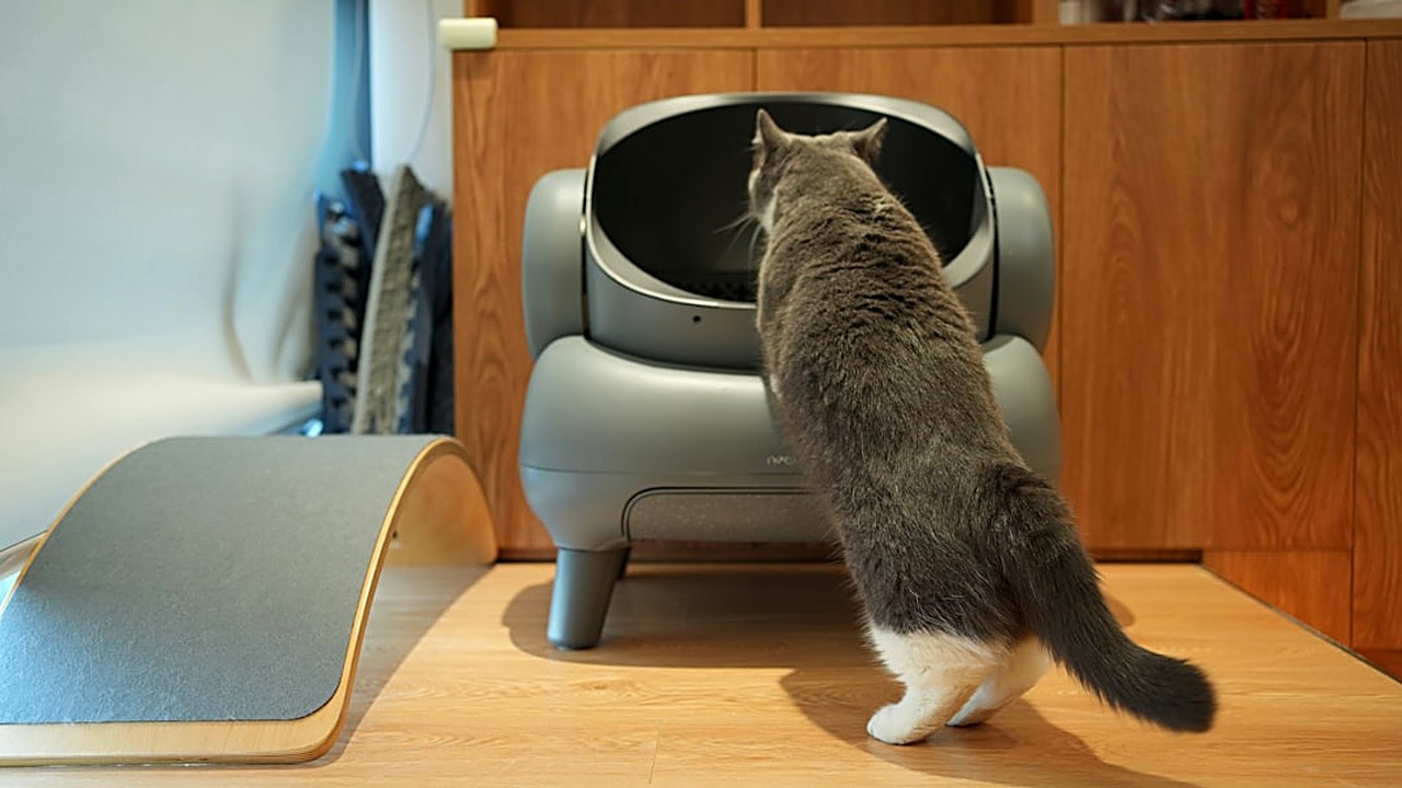Descubra a frequência ideal para trocar a caixa de areia de gatos adultos, considerando número de felinos, tipo…