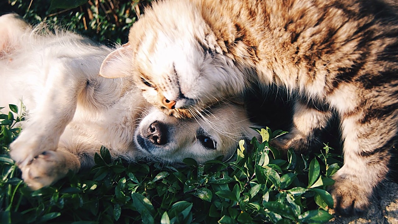 Descubra a frequência recomendada de vermifugação para cães e gatos, com orientações práticas e baseadas em experiência…