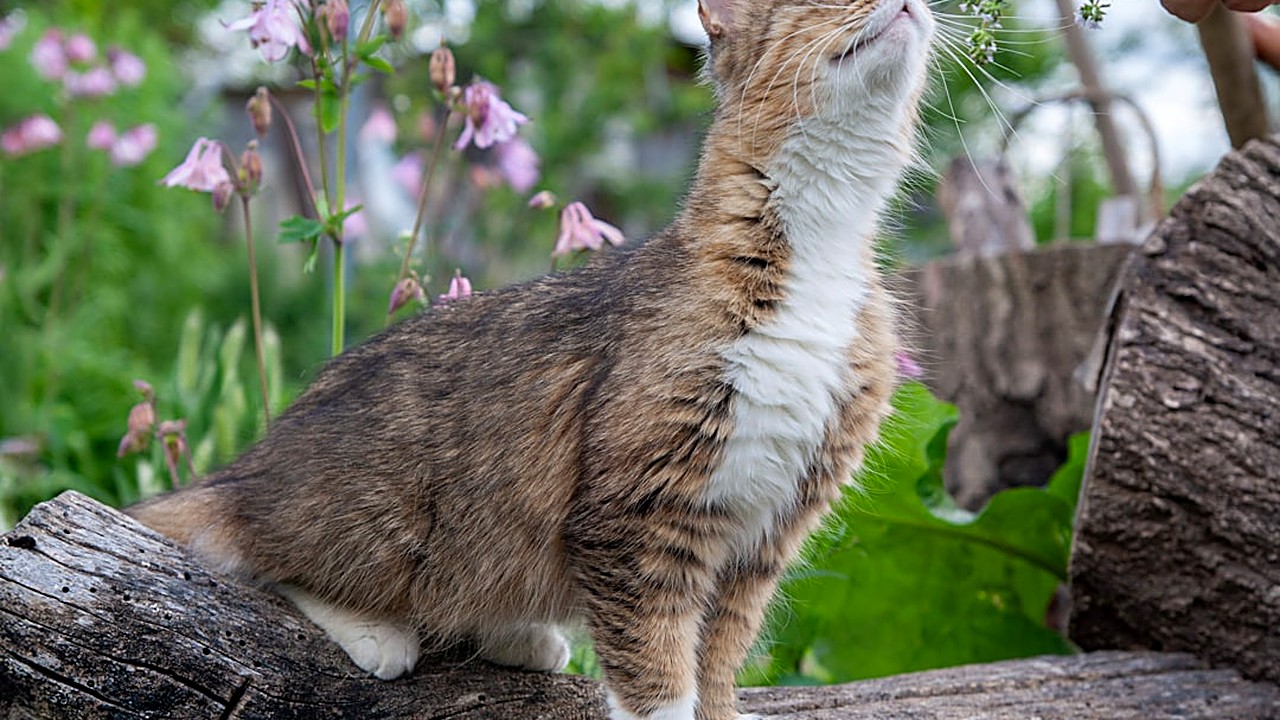 Descubra como definir a periodicidade correta de vermífugo para gatos externos, considerando parasitas, clima, estilo…
