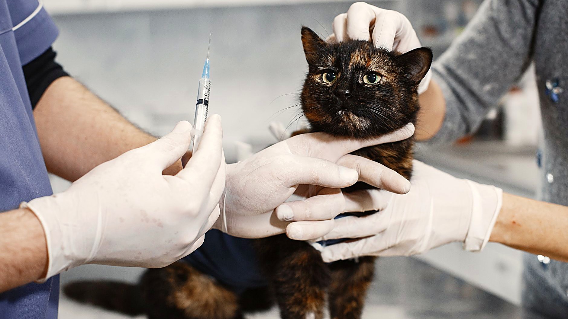 Descubra a frequência recomendada de reforço de vacina para gatos adultos, considerando fatores como idade, saúde…