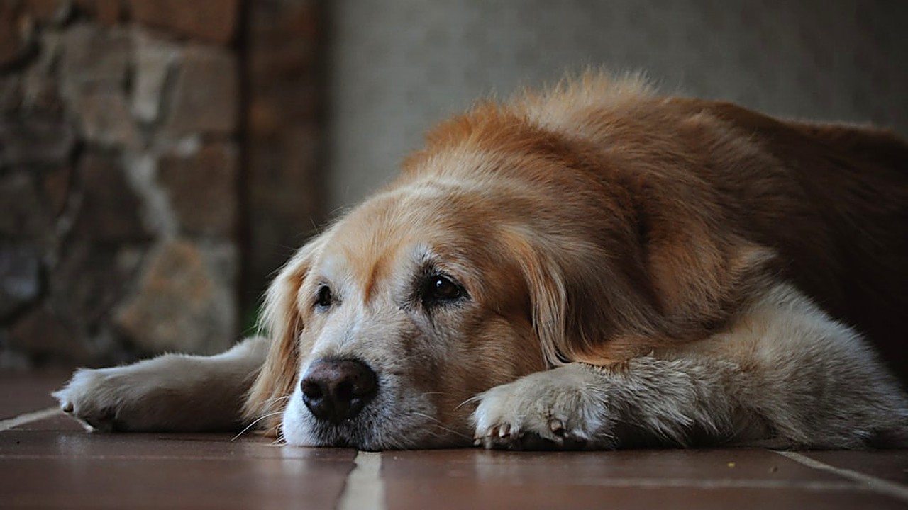 Descubra como definir a periodicidade correta da vermifugação para cães na terceira idade, considerando saúde, ambiente…