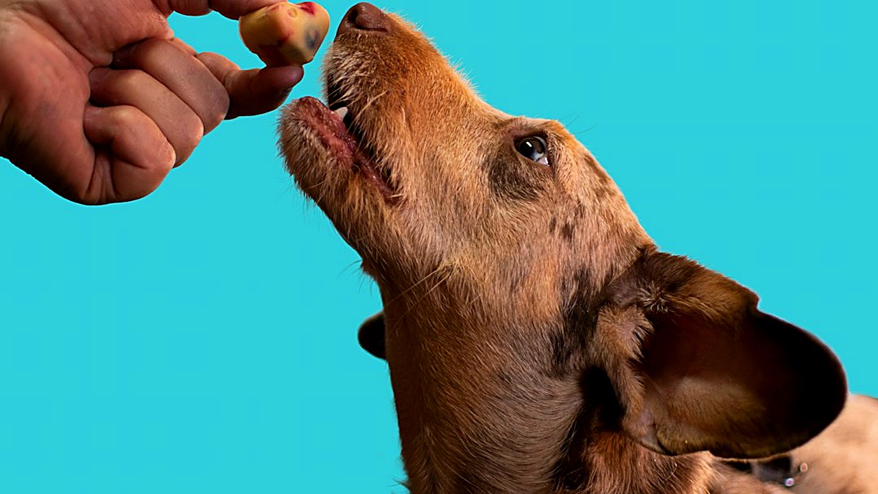 Faça petisco caseiro de fruta e legume desidratado para o seu cão: o que pode, o que é proibido, temperatura do forno…