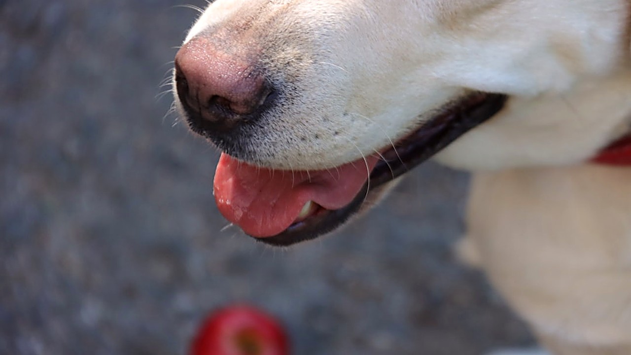 Descubra quais frutas seu cachorro pode comer, quantidades ideais e sinais de alerta. Guia prático para alimentação…