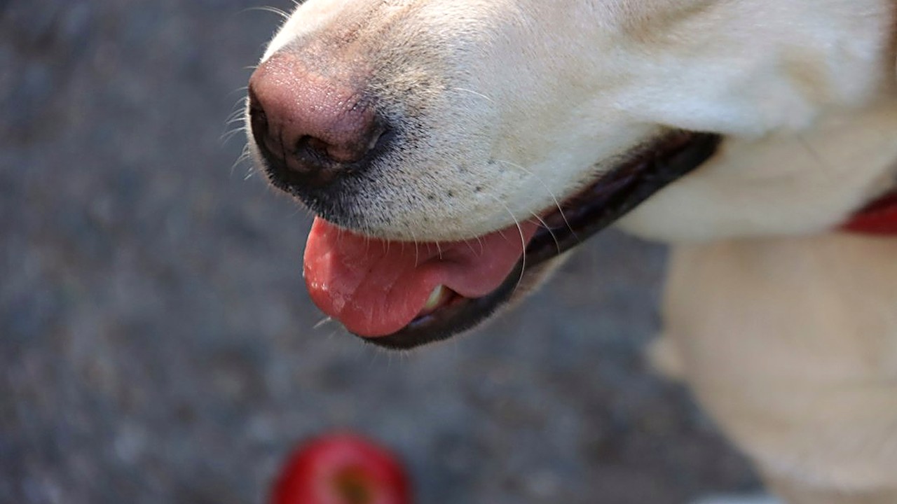 Descubra quais frutas causam intoxicação grave em cães. Veja a lista de perigos, sinais de alerta e como agir…