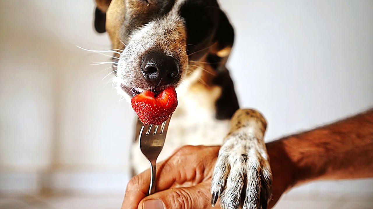 Descubra quais frutas podem ser dadas ao seu cão como petisco, como prepará‑las e quais evitar para garantir saúde…