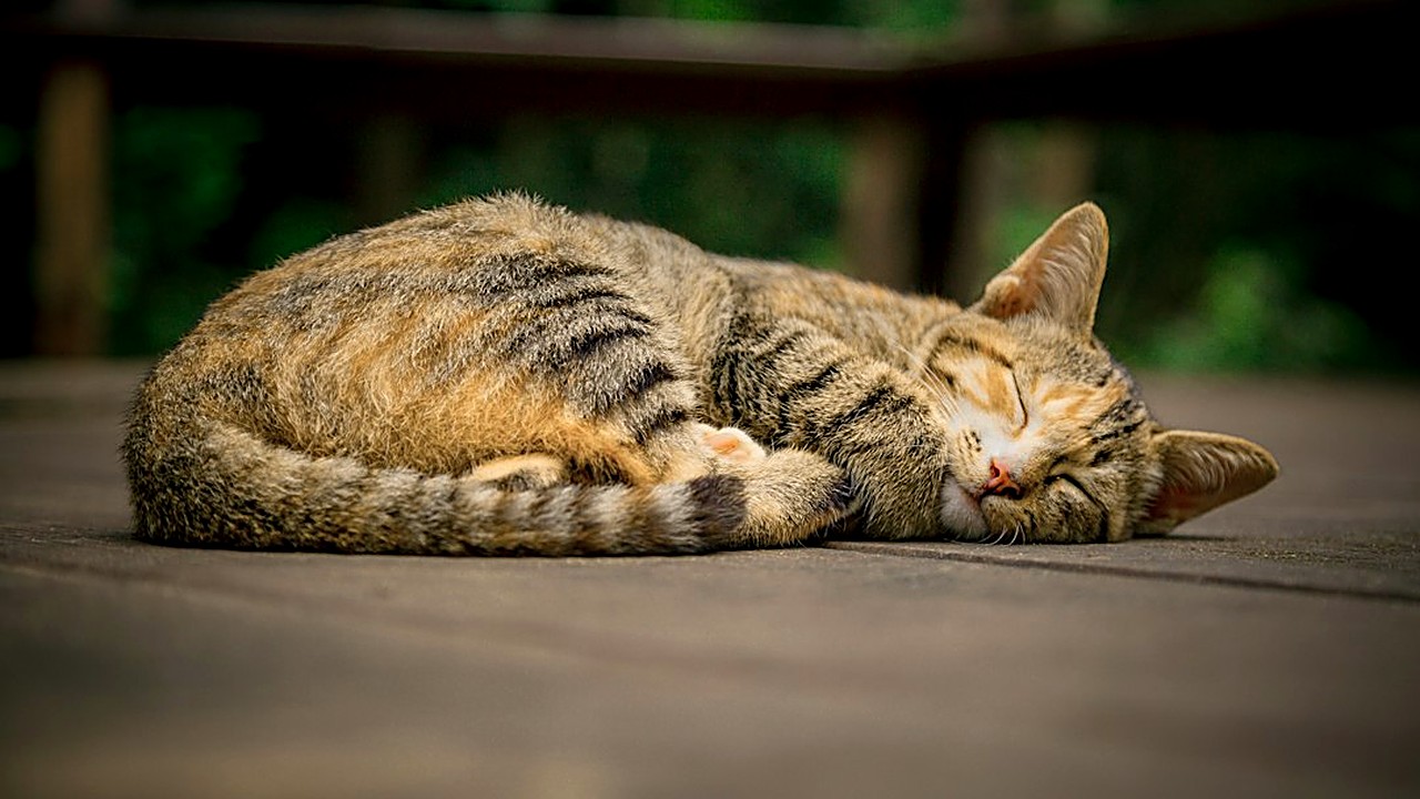 Seu gatinho só quer dormir no colo? Veja quantas horas um filhote dorme, os sinais de alerta que pedem veterinário…