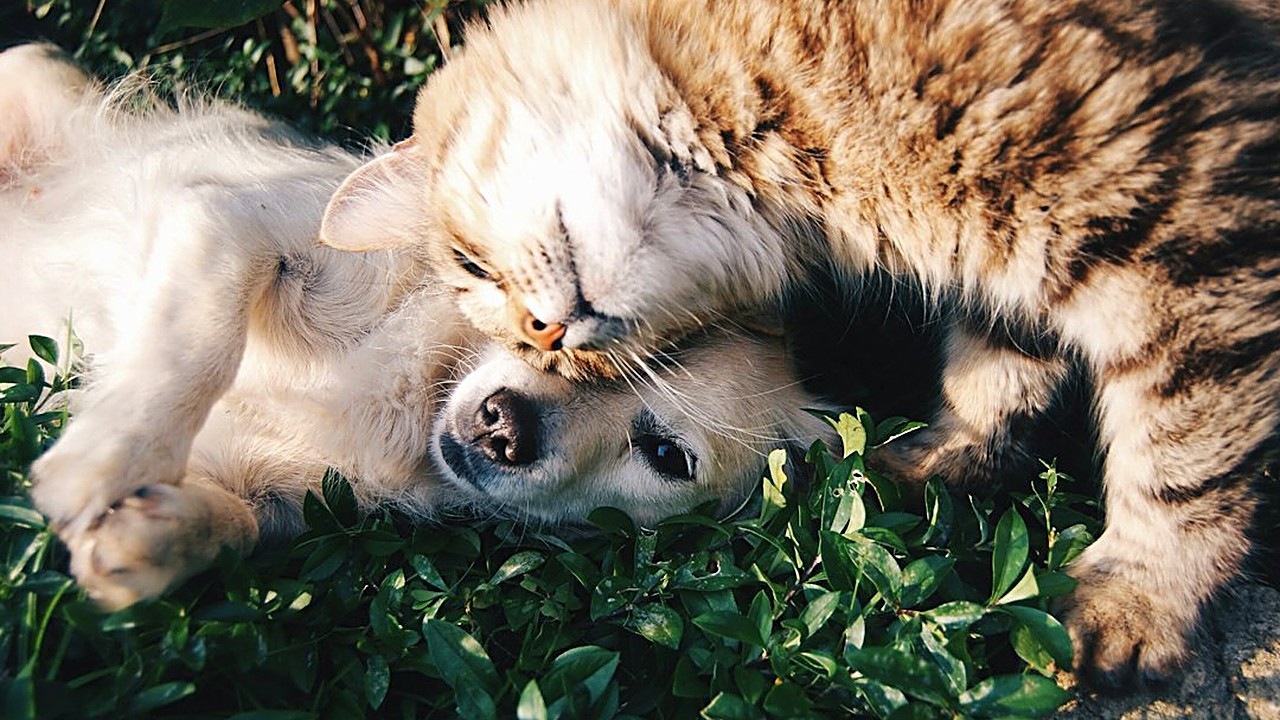 Por que o gato cospe a ração de volta, como saber se é vômito ou regurgitação, o teste de 7 dias para descobrir a causa…