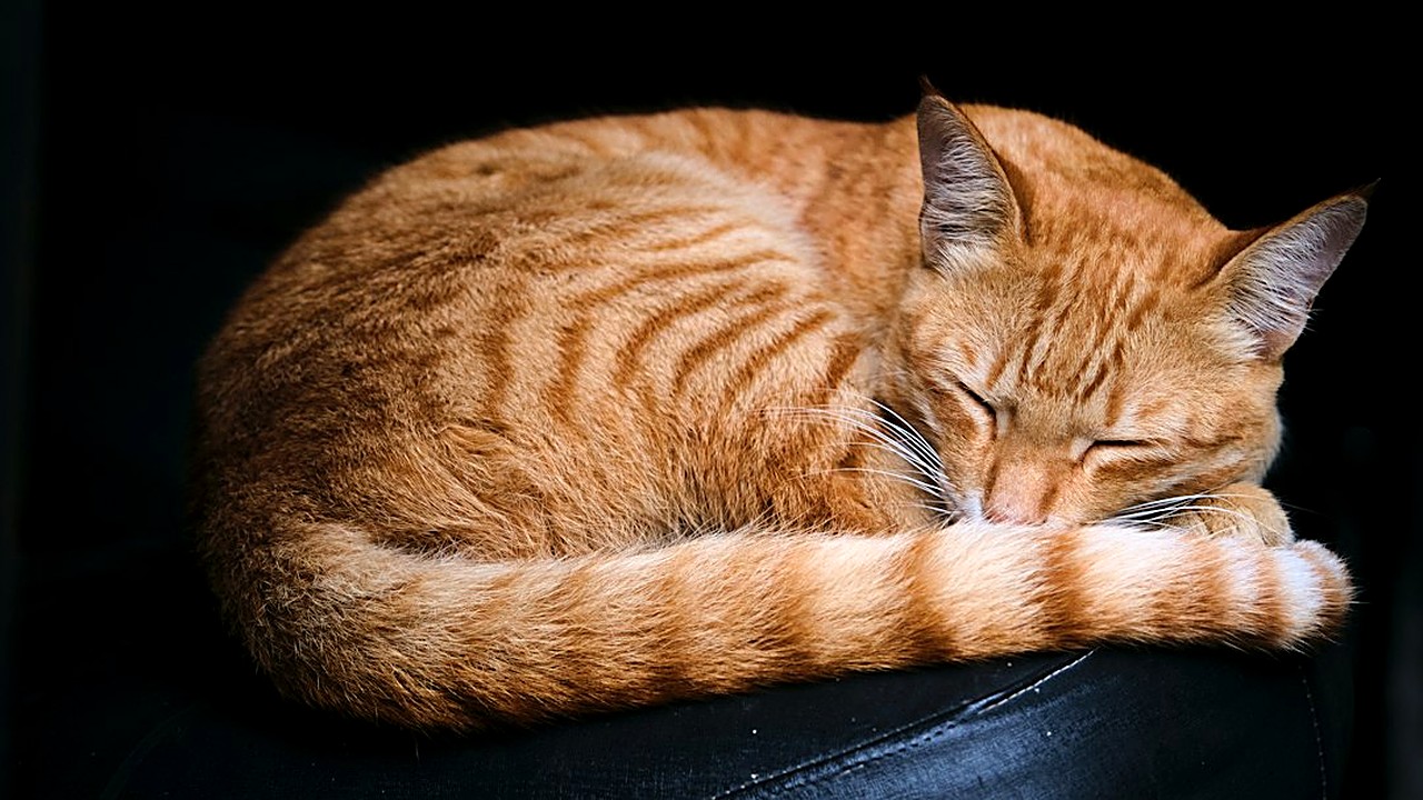 Calor, cheiro, segurança e rotina explicam por que o gato dorme em você. Veja os 5 motivos, os sinais de alerta e como…