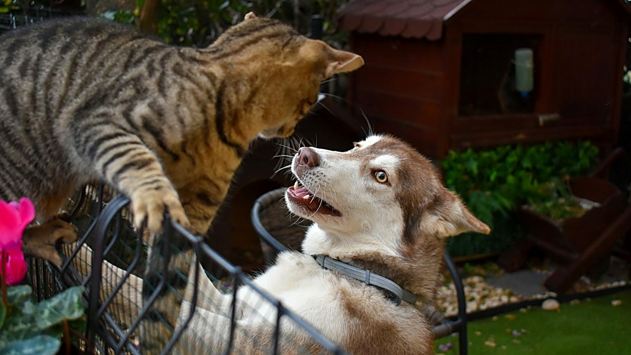 Gato e cachorro disputando comida, cama e corredor? Veja 5 ajustes simples de rotina que diminuem as brigas e quando…