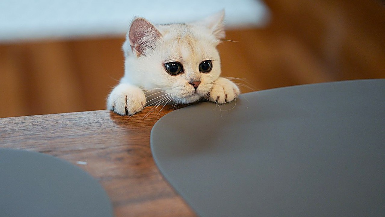 Seu gato leva ração para o sofá e esconde? Veja os 5 motivos mais comuns, como resolver em casa e os sinais…
