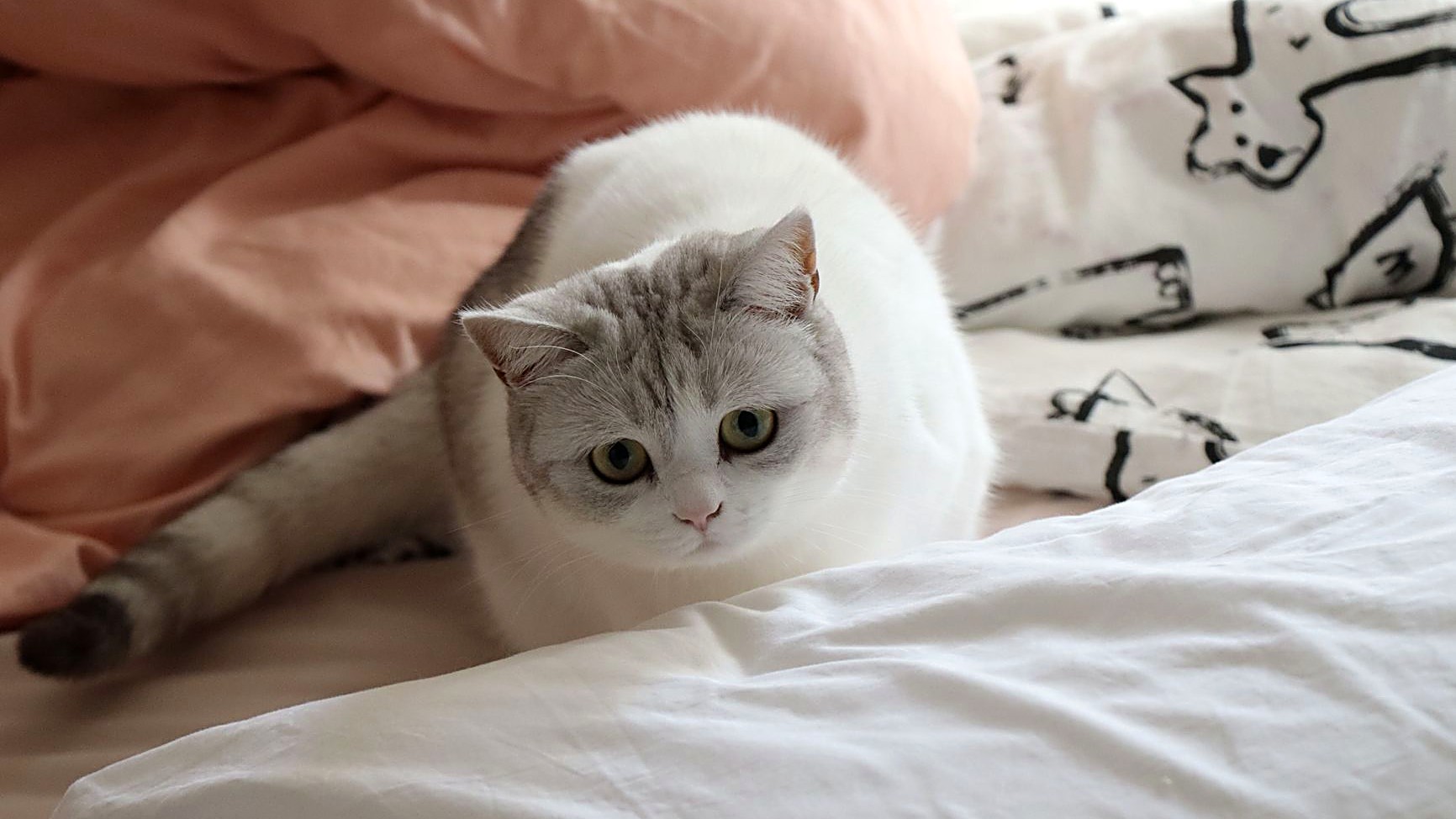 Seu gato urina na cama? Veja as 5 causas comportamentais mais comuns, quando é urgência veterinária e o passo a passo…