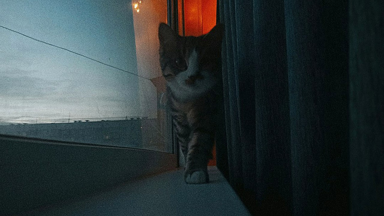Brincadeira de caça, refeição na hora certa e zero atenção ao miado: 5 ajustes de rotina para o gato filhote dormir…