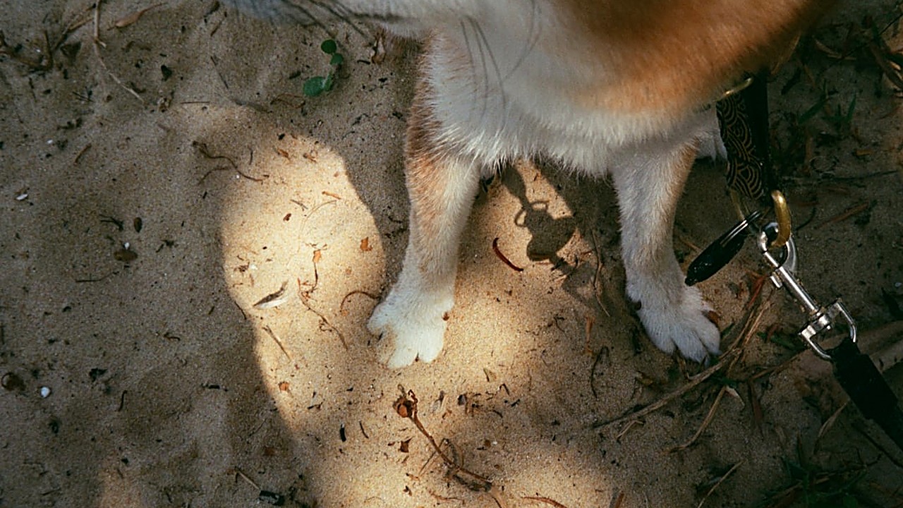 Seu gato filhote está comendo areia? Entenda as causas, riscos e como resolver esse comportamento de pica com dicas…
