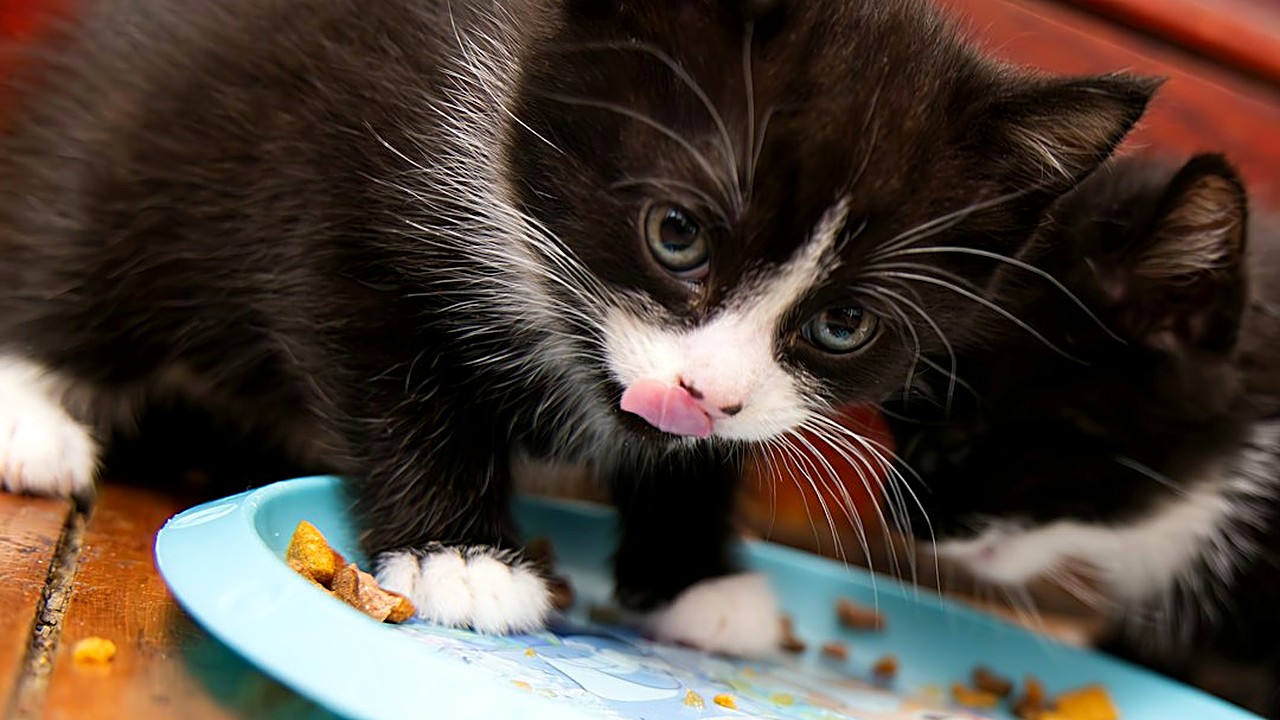 Seu gato filhote engasga ou vomita ao comer? Aprenda como ajustar a alimentação felina e prevenir problemas graves…