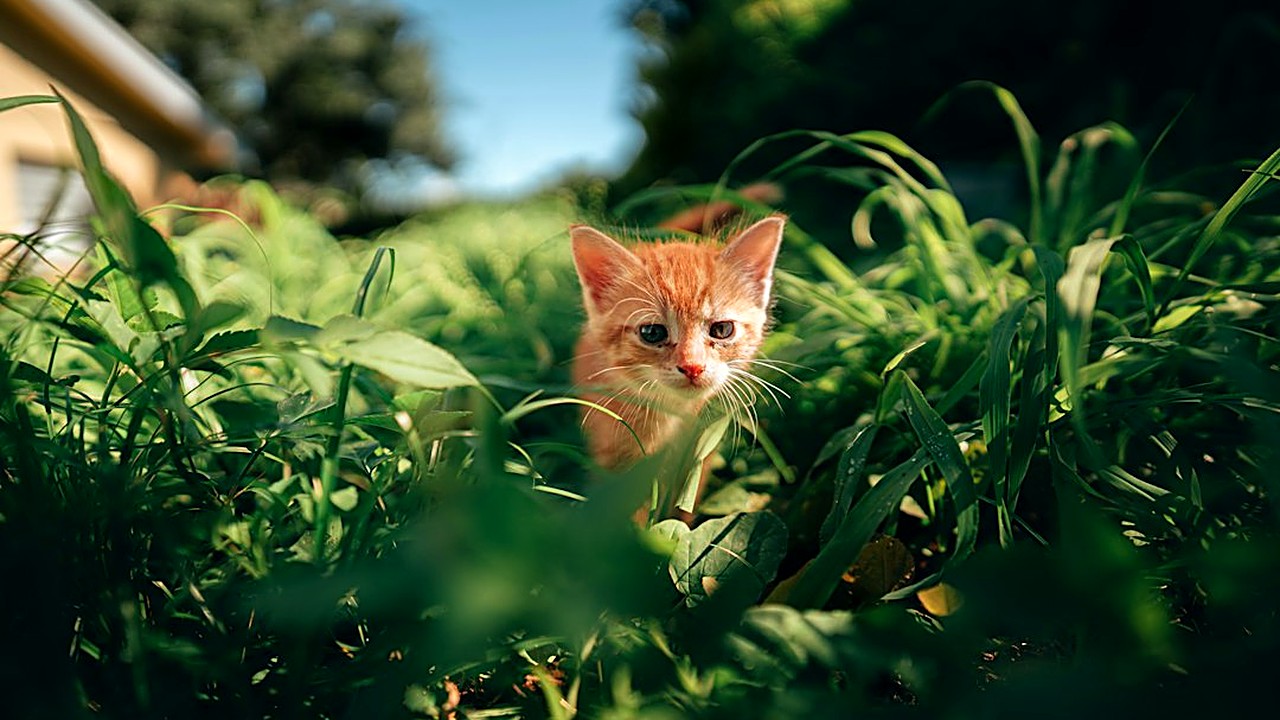 Descubra quais plantas são perigosas para o seu gato filhote, como agir em caso de ingestão e dicas práticas…