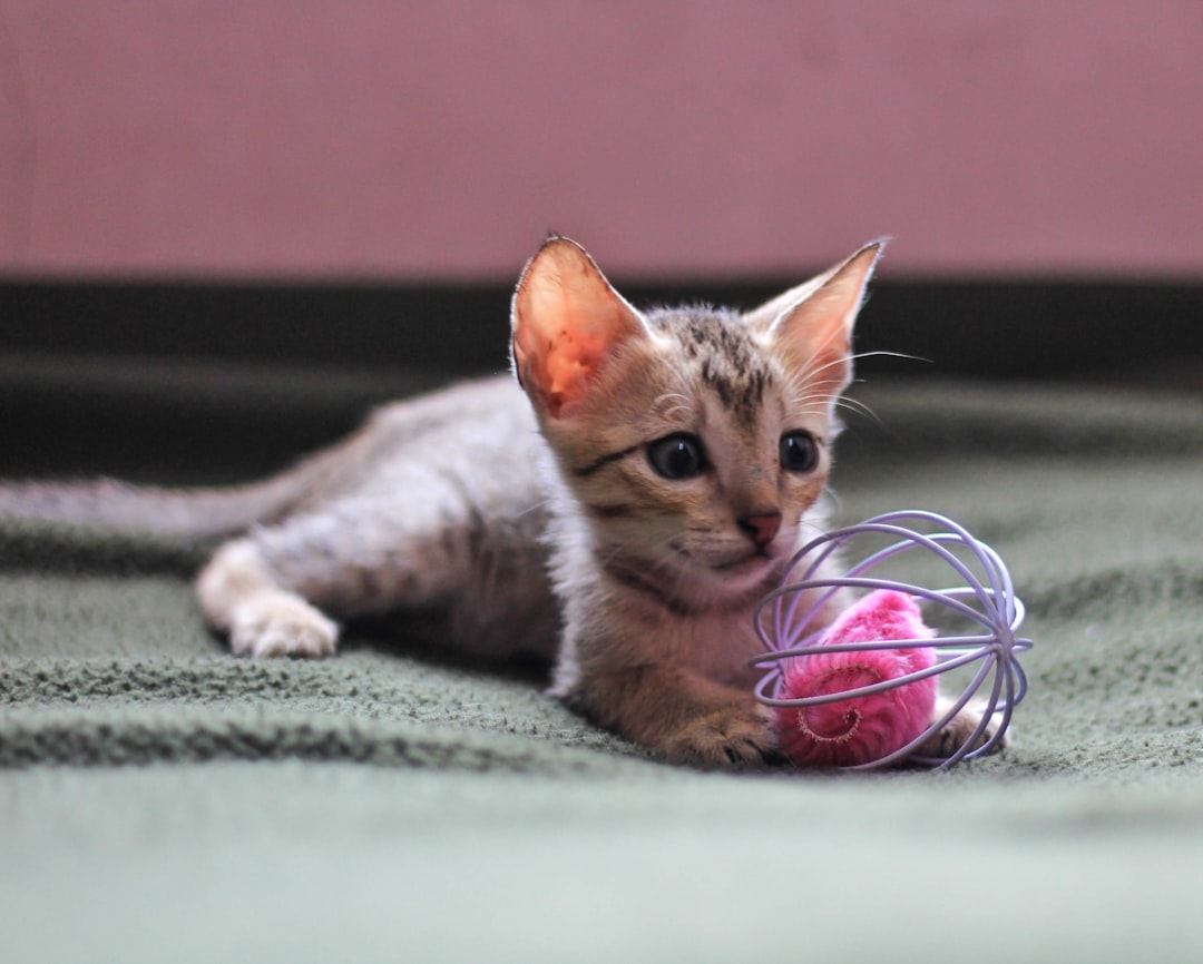 Gato filhote errado: 5 erros que você não percebe