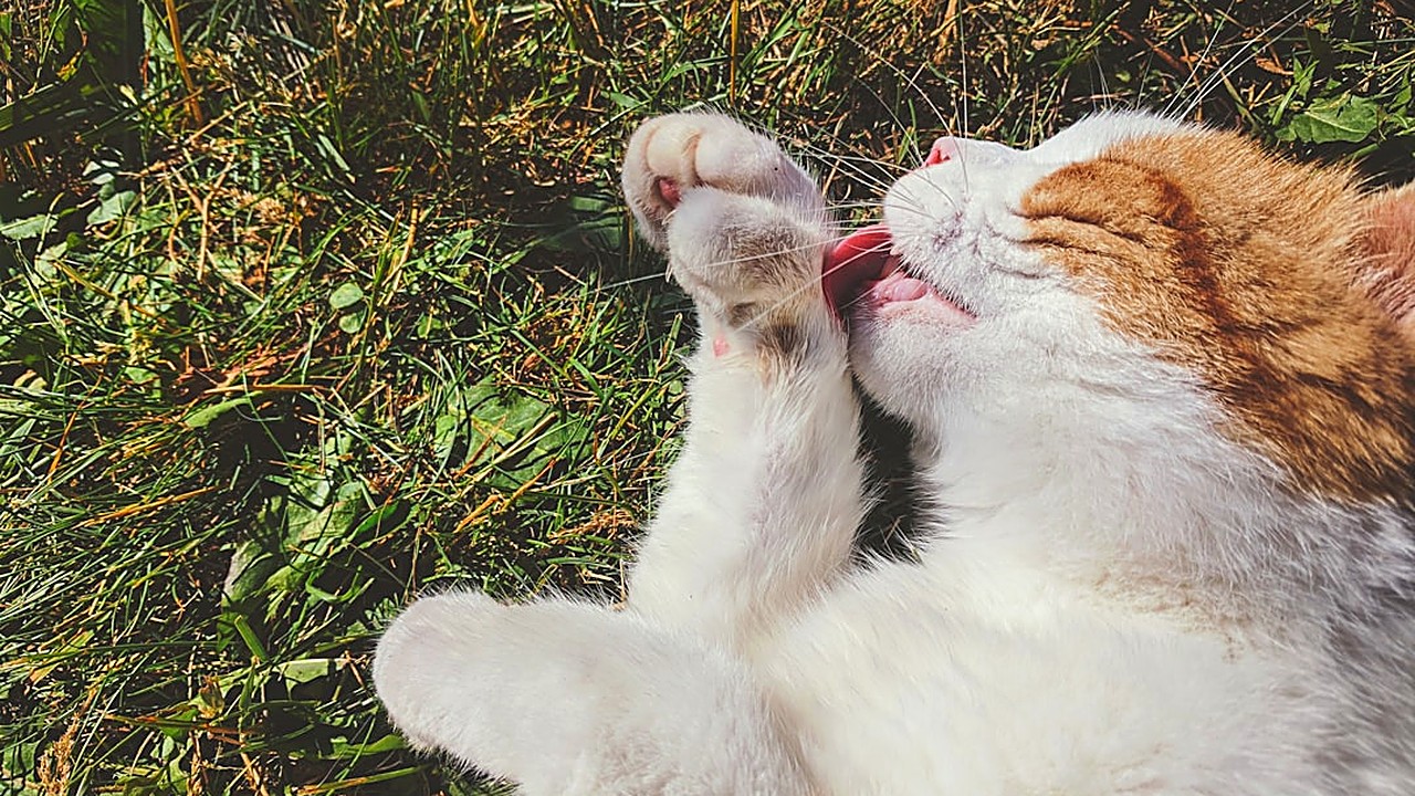 Descubra por que seu gato filhote lambe excessivamente a pata e quando procurar um veterinário especializado em felinos.
