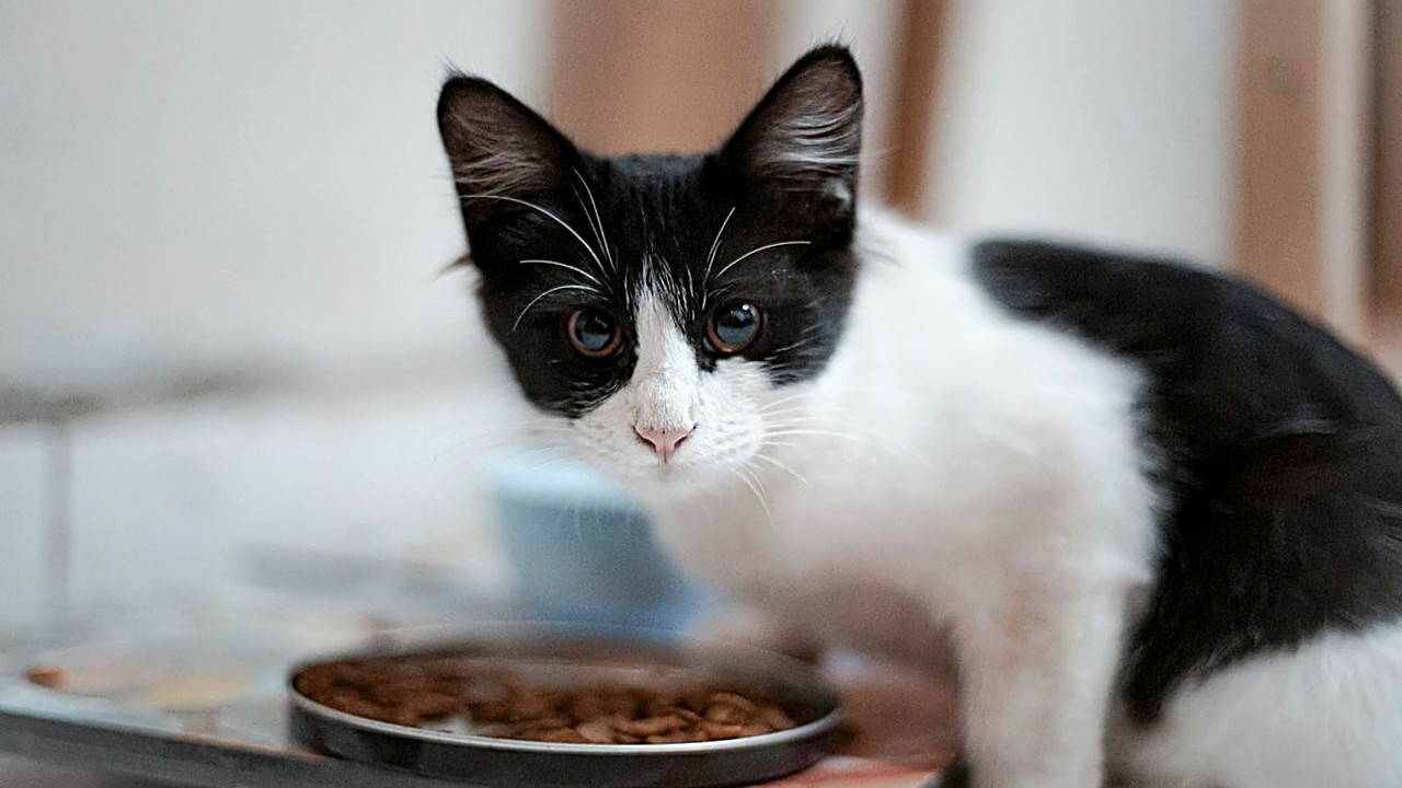 Seu gatinho recusa ração seca? Veja como amolecer, fazer a transição em 2 semanas, escolher o pote certo e quando ir…