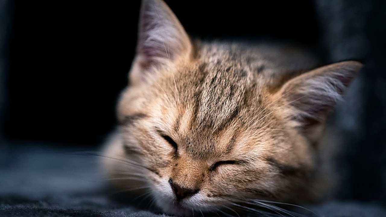 Filhote de gato acordado de madrugada? Veja 5 ajustes: brincadeira de caça antes de dormir, última refeição na hora…
