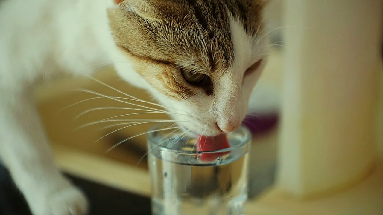 Seu gato bebe mais água e emagrece devagar? Veja os 8 sinais silenciosos de doença renal, o teste caseiro de 3 dias…