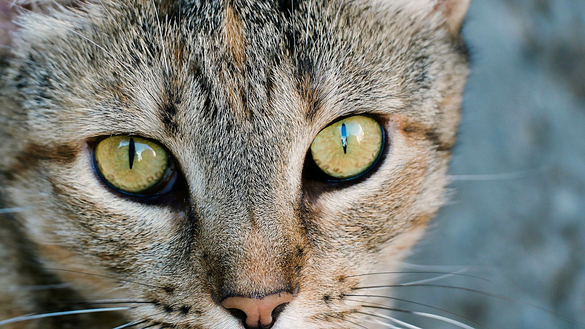 Seu gato idoso está enxergando menos? Veja como manter a rotina, arrumar comida e caixa de areia, evitar acidentes…