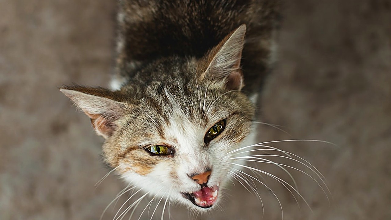 Seu gato não para de miar à noite? Entenda as causas comportamentais e de saúde, e veja soluções práticas para dormir…