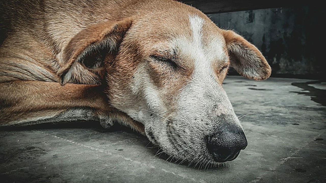 Fome, tédio, cio ou doença? Veja como descobrir por que o gato mia de madrugada e o plano simples de 5 passos para ele…