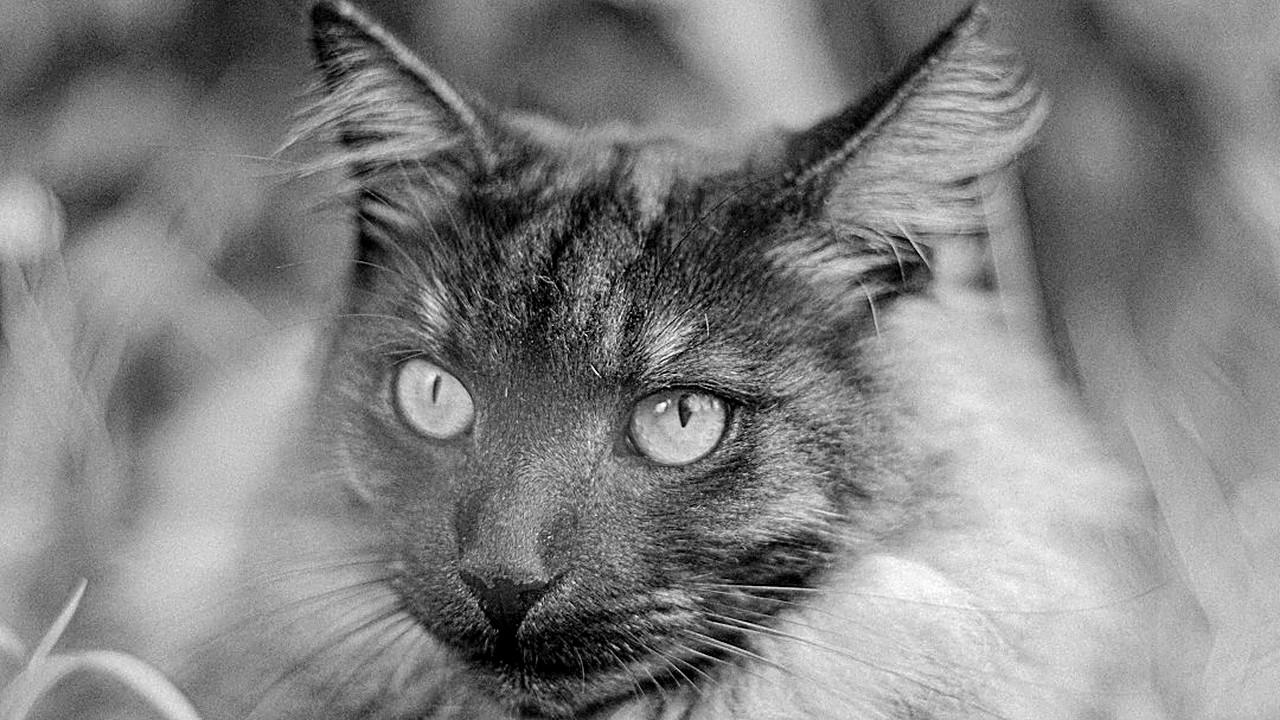 Gato miando à noite pode ser fome, tédio, cio, ansiedade ou doença. Veja como identificar cada causa, o plano de 14…