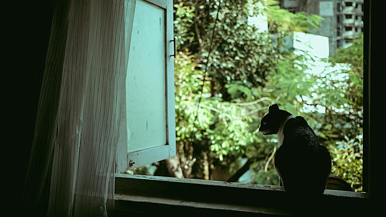 Fome, tédio, cio, dor ou idade: veja como descobrir por que seu gato mia à noite, o que fazer em cada caso e quando ir…