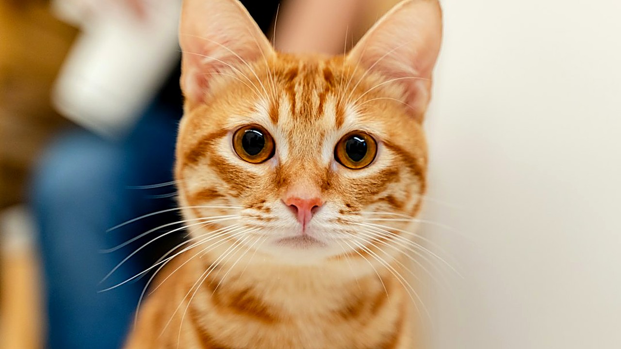 Telas, caixa de areia, ração, plantas tóxicas e primeira consulta: a lista de 12 itens para deixar a casa segura…