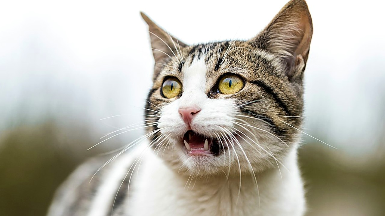 Seu gato morde você do nada? Veja os 5 sinais de estresse que aparecem antes da mordida, o que fazer na hora, em casa…