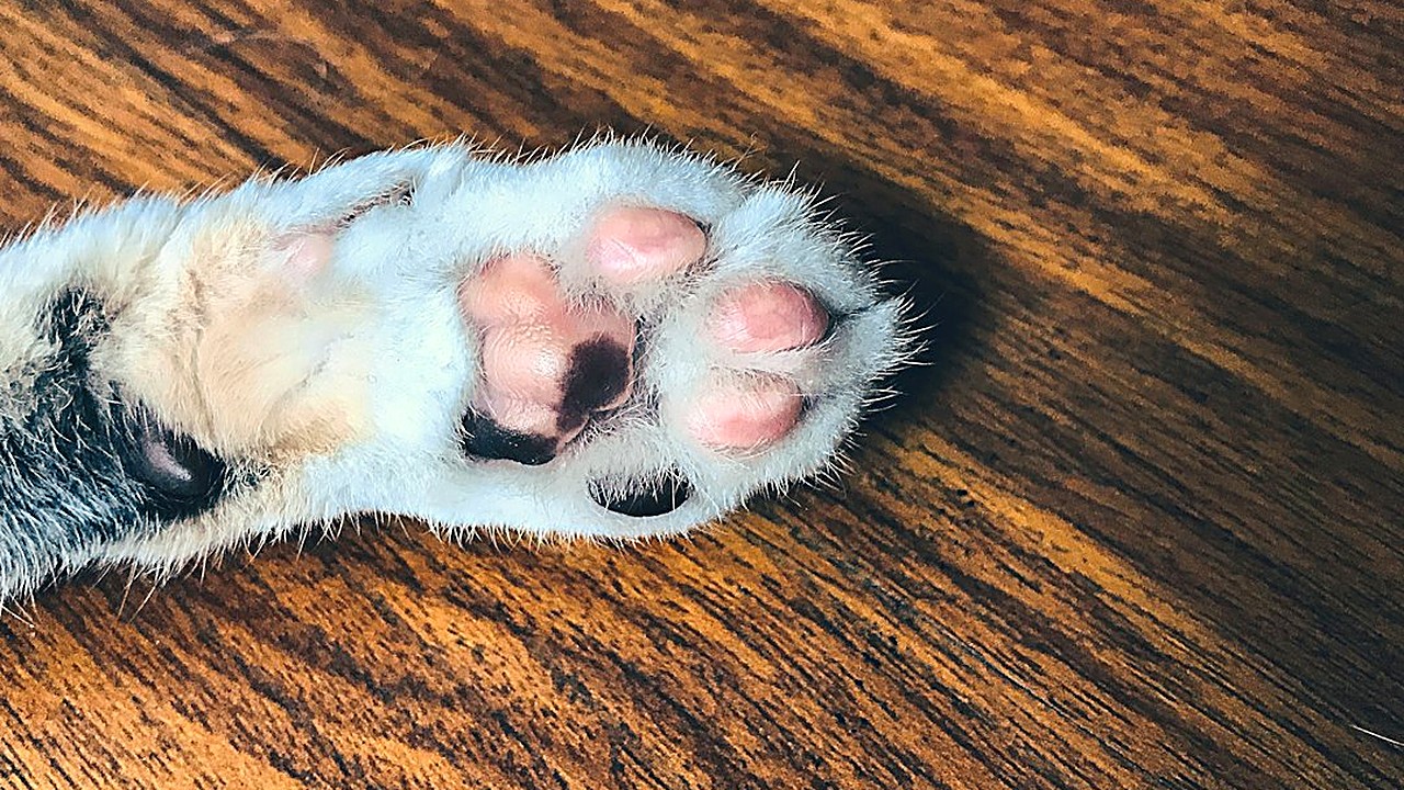 Gato roendo a pata pode ser pulga, alergia, ferida na almofada, dor ou estresse. Veja como descobrir a causa em casa…