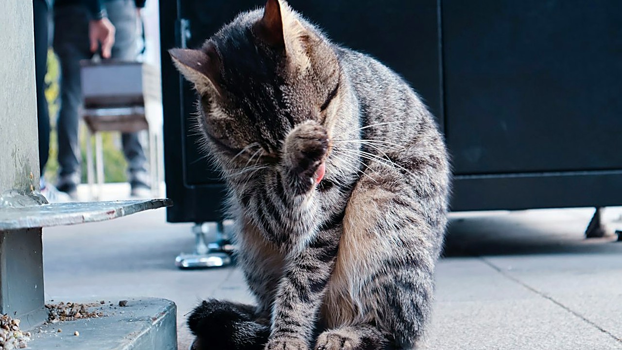 Seu gato rói a pata sem parar? Veja as 5 causas mais comuns, como examinar a pata em casa com segurança e os sinais…