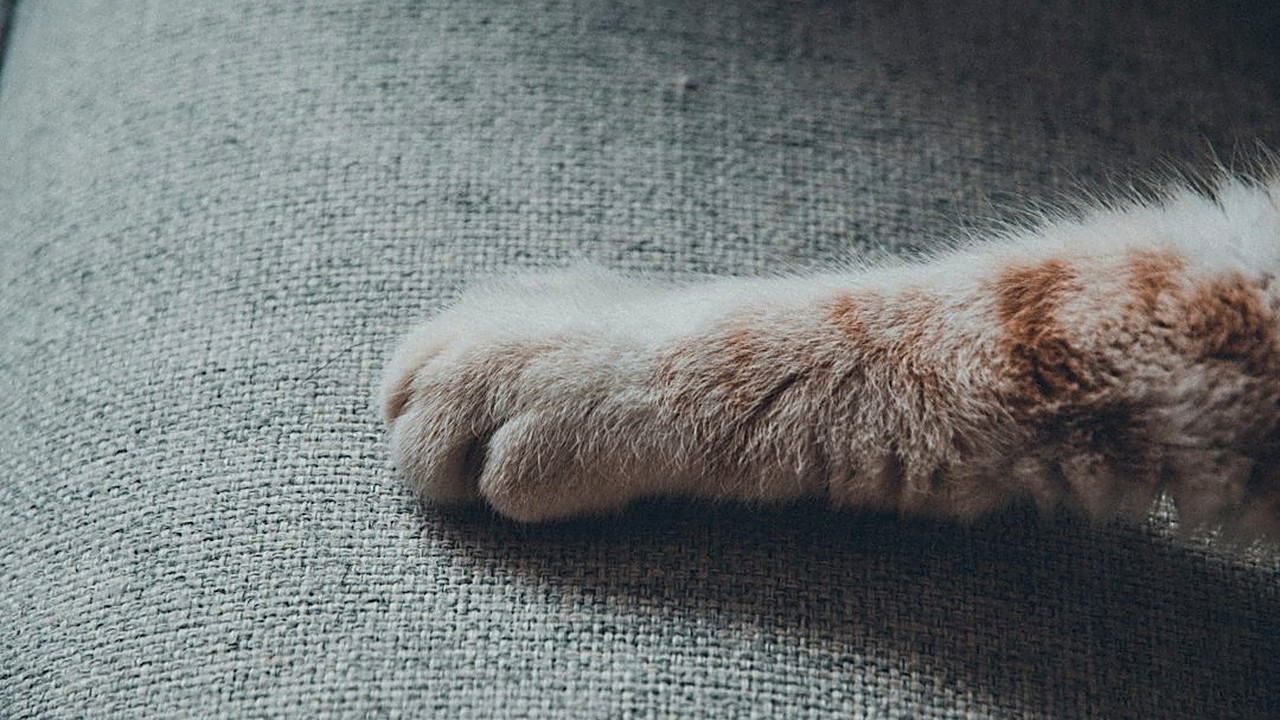 Seu gato vive lambendo e roendo a pata ou o rabo? Veja as 5 causas mais comuns, como descobrir qual é a do seu gato…