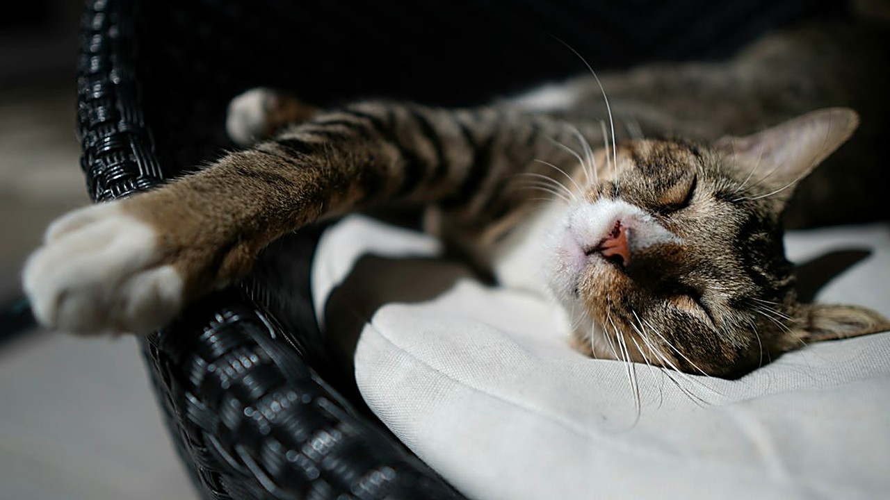 Seu gato morde pé de mesa, fio e madeira? Veja as 5 causas mais comuns, o que oferecer no lugar e quando a mordida…