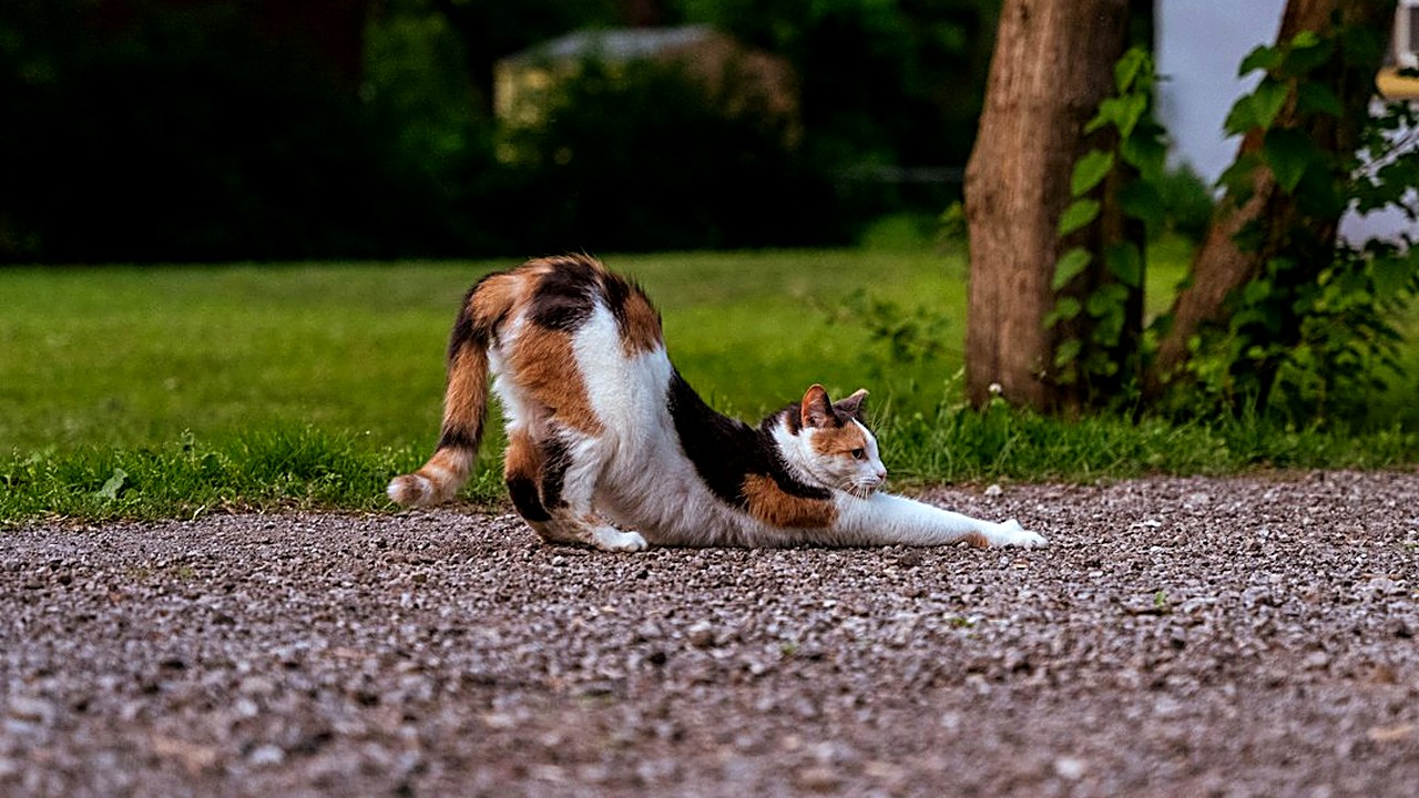 Pulga, alergia, dor, estresse ou hiperestesia: descubra em 2 minutos por que seu gato rói o rabo, o que fazer em casa…