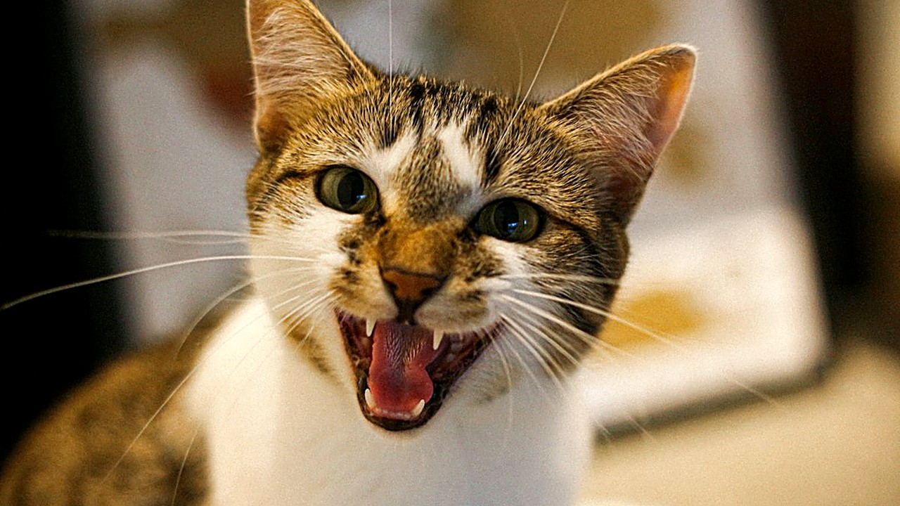 Um vômito com o gato alerta costuma passar em 48 h. Veja os sinais de reação alérgica que pedem clínica na hora…