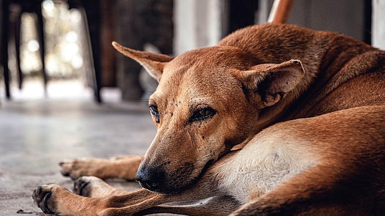 Entenda o que causa ansiedade em cães e gatos, reconheça sinais e aprenda estratégias práticas para aliviar…