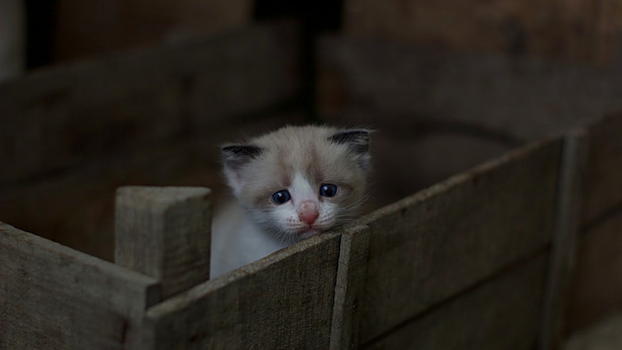 Descubra sinais, causas e estratégias práticas para lidar com a ansiedade de separação em filhotes de gato, com dicas…