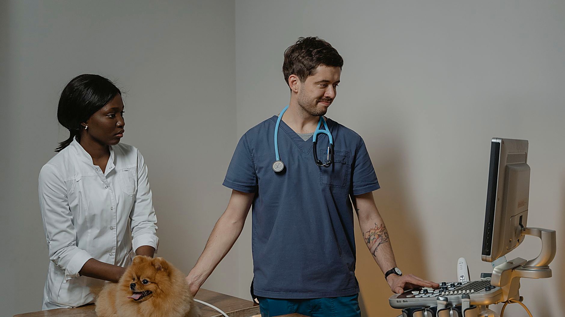 Aprenda a reconhecer sinais iniciais de vermes em cães adultos, conheça exames simples e estratégias de prevenção…