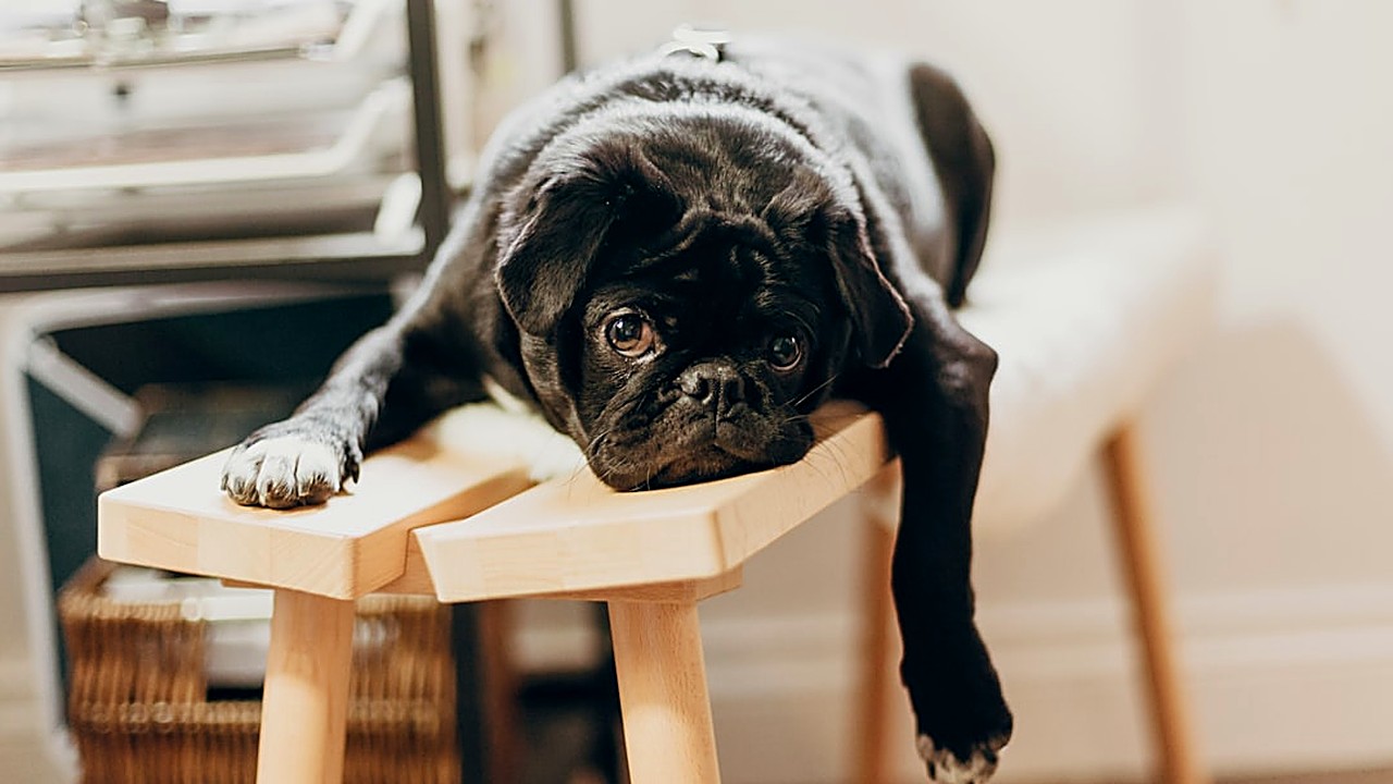 Descubra sinais, causas e estratégias práticas para lidar com a ansiedade por tédio em cães de pequeno porte…