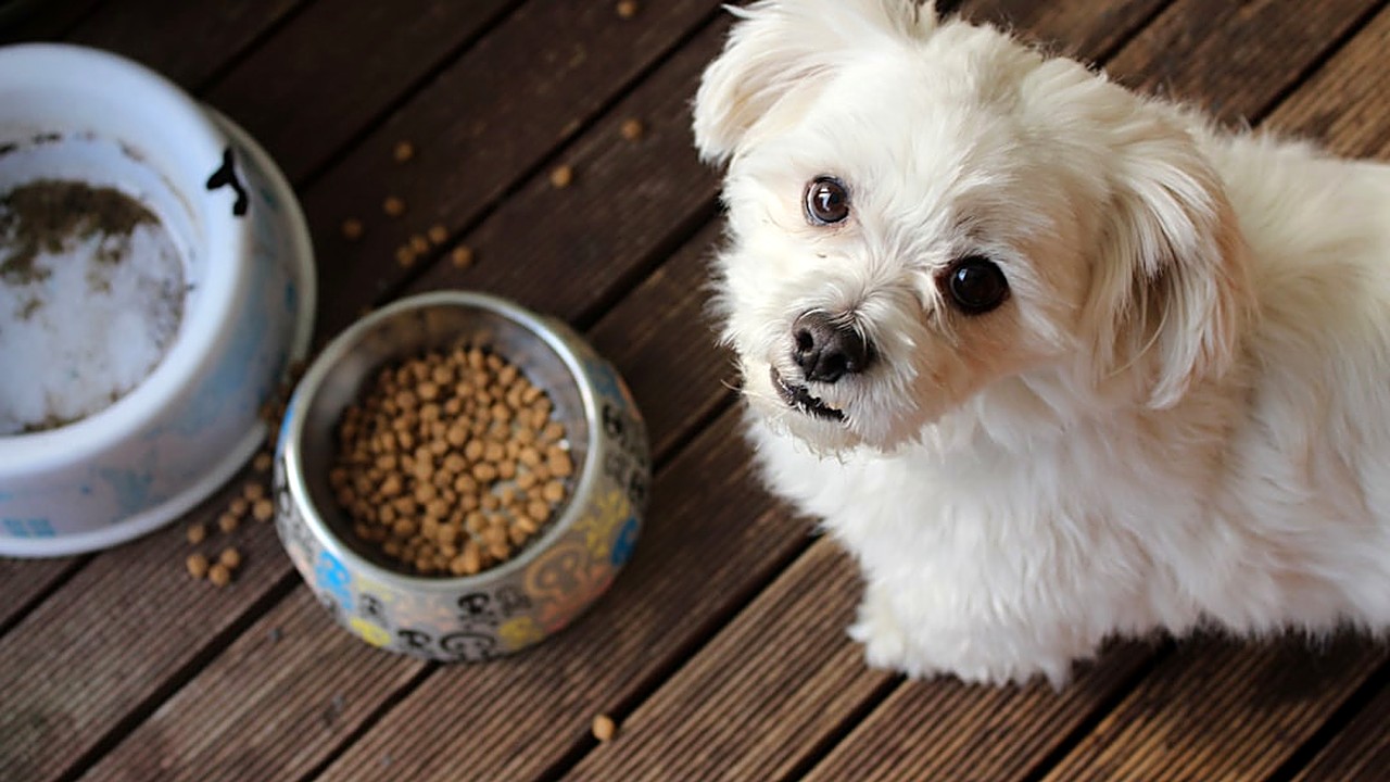 Descubra quais ingredientes são proibidos em rações comerciais para cães, os riscos associados e como identificar esses…