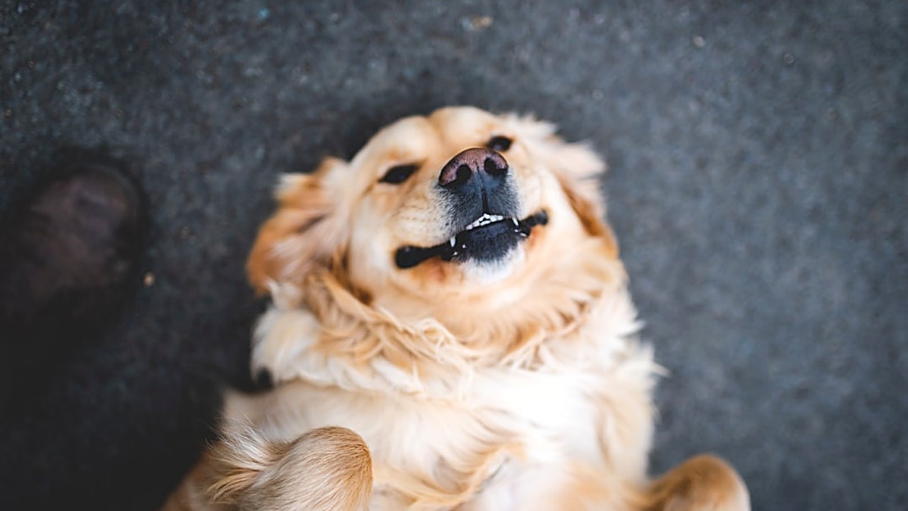 Aprenda a ler sinais corporais dos cães enquanto brincam. Dicas práticas, exemplos reais e orientações para melhorar…